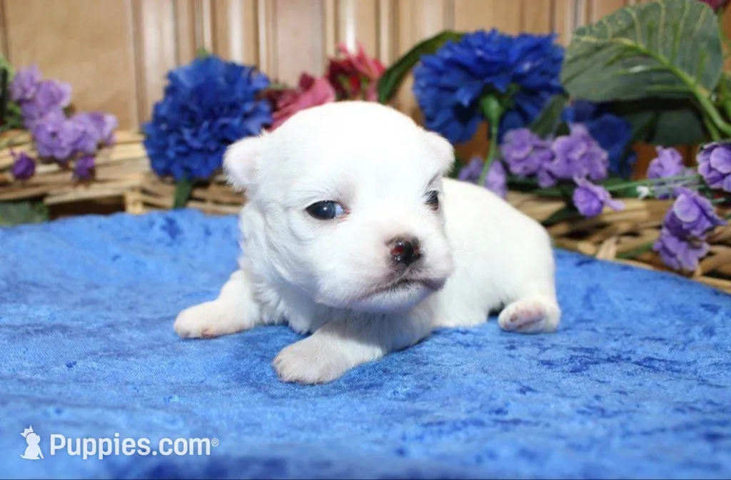 AKC Mayor Maltese male puppy, a male Maltese for sale in Colville, WA – Photo 1 of 10