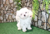 AKC Mario Maltese male puppy 4.5 lbs as adult, a male Maltese for sale in Colville, WA – 4 of 9