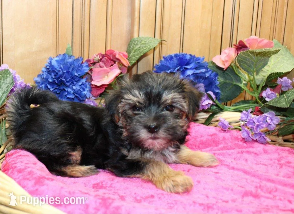 Morkie Puppy Bella, a female Morkie for sale in Colville, WA – 4 of 7