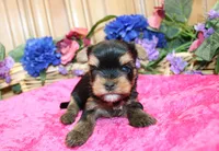 AKC Iriska Yorkshire Terrier Girl - adult size 4.5 lbs, a female Yorkshire Terrier for sale in Colville, WA – 3 of 8