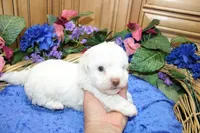 White Yorkie-Chon Boy Male , a male Bichon Frise and Yorkshire Terrier for sale in Colville, WA – 4 of 10