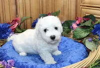 AKC Bichon Frise Charl - Male, a male Bichon Frise for sale in Evans, WA – 3 of 9