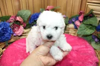 White Yorkie-Chon Bonna female, a male Bichon Frise and Yorkshire Terrier for sale in Colville, WA – 3 of 10