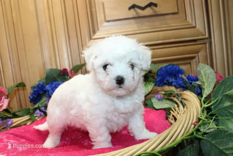 AKC Bichon Frise Cheer - Female – Bichon Frise puppy for sale in Evans, WA