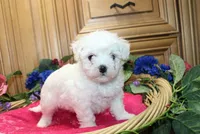 AKC Bichon Frise Cheer - Female, a female Bichon Frise for sale in Evans, WA – 1 of 6