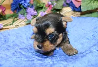 AKC Iris Yorkshire Terrier Boy - adult size 5.5 lbs, a male Yorkshire Terrier for sale in Colville, WA – 7 of 7