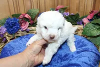 White Yorkie-Chon Boy Male , a male Bichon Frise and Yorkshire Terrier for sale in Colville, WA – 8 of 10