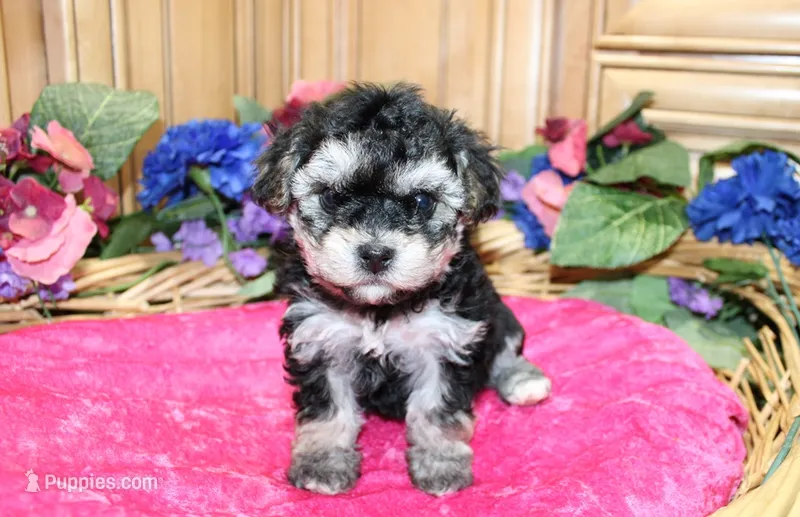 White Yorkie-Chon Barina female – Bichon Frise, Yorkshire Terrier puppy for sale in Colville, WA