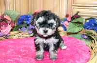 White Yorkie-Chon Barina female, a male Bichon Frise and Yorkshire Terrier for sale in Colville, WA – 1 of 9