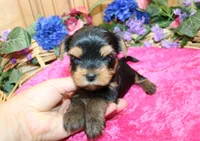 AKC Irinka Yorkshire Terrier Girl - adult size 6 lbs, a female Yorkshire Terrier for sale in Colville, WA – 6 of 8