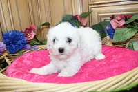 AKC Bichon Frise Chenna - Female, a female Bichon Frise for sale in Evans, WA – 4 of 5