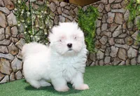 AKC Mayor Maltese male puppy 5.5 lbs as adult, a male Maltese for sale in Colville, WA – 1 of 10
