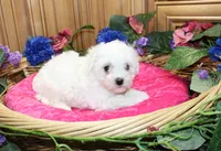 AKC Bichon Frise Chalsie - Female, a female Bichon Frise for sale in Evans, WA – 2 of 6