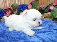 AKC Maltese male Samur - adult size 5.5 lbs, a male Maltese for sale in Colville, WA – 5 of 9