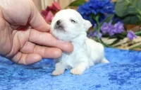 AKC Miki Maltese male puppy, a male Maltese for sale in Colville, WA – Photo 7 of 9