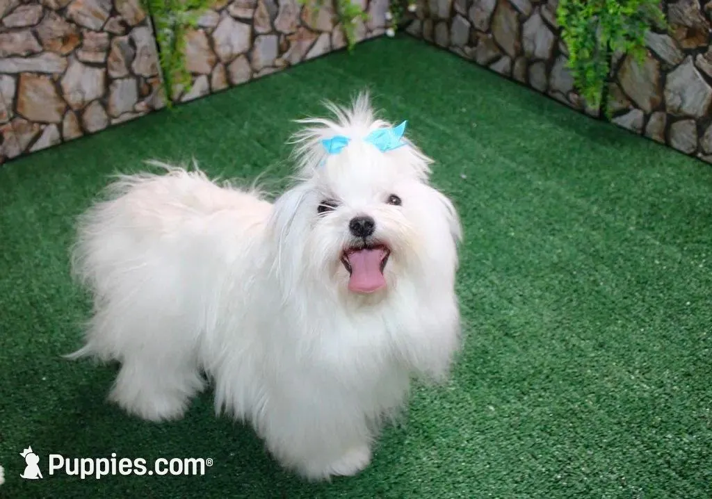 Morkie Puppy Bonny, a female Morkie for sale in Colville, WA – Photo 9 of 9