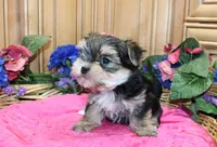 Morkie Puppy Bonny, a female Morkie for sale in Colville, WA – 6 of 10