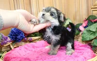 Morkie Puppy Bonny, a female Morkie for sale in Colville, WA – 4 of 10