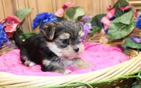 Morkie Puppy Bonny, a female Morkie for sale in Colville, WA – 2 of 10