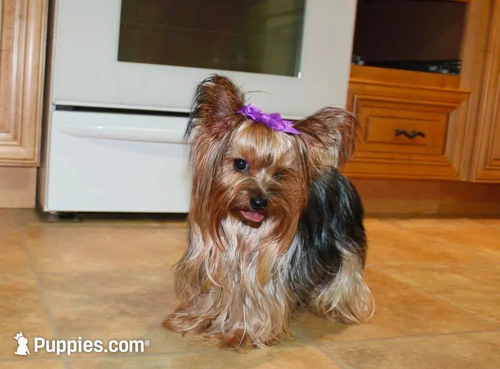 Morkie Puppy Bonny, a female Morkie for sale in Colville, WA – Photo 8 of 9