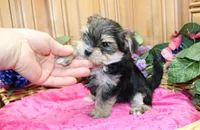 Morkie Puppy Bonny, a female Morkie for sale in Colville, WA – 5 of 10