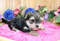 Morkie Puppy Bonny, a female Morkie for sale in Colville, WA – 7 of 10