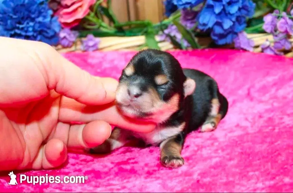 Morkie Puppy Bonny, a female Morkie for sale in Colville, WA – Photo 4 of 9