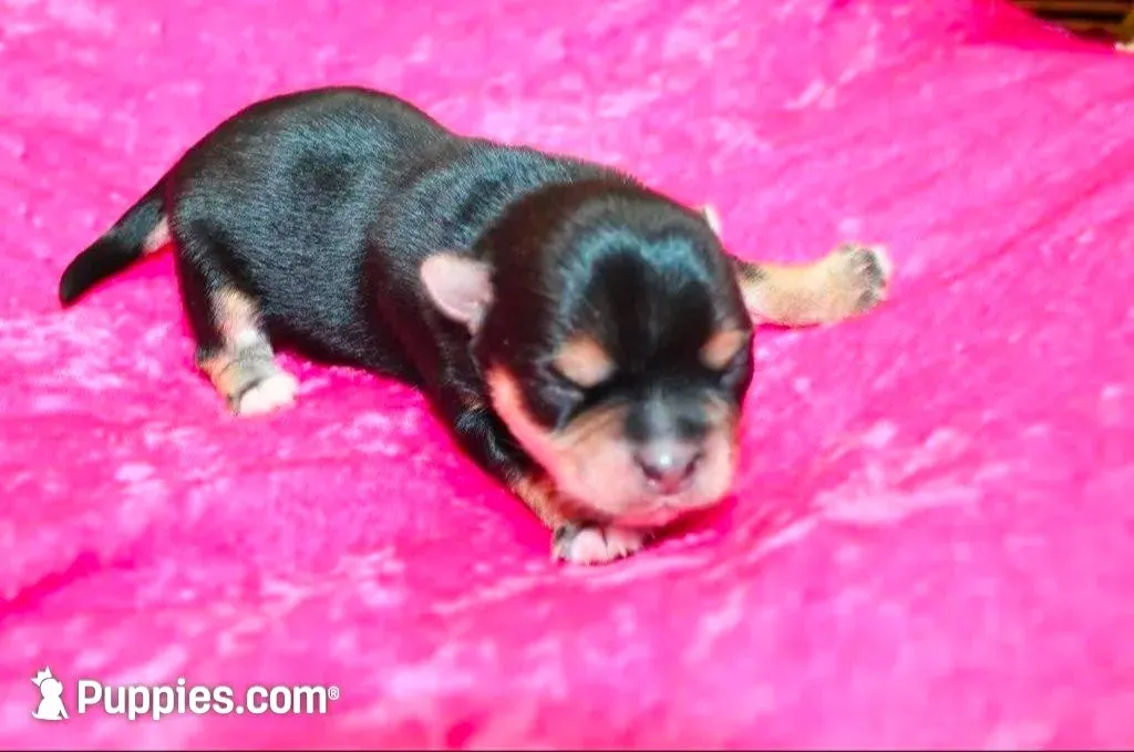 Morkie Puppy Bonny, a female Morkie for sale in Colville, WA – Photo 7 of 9