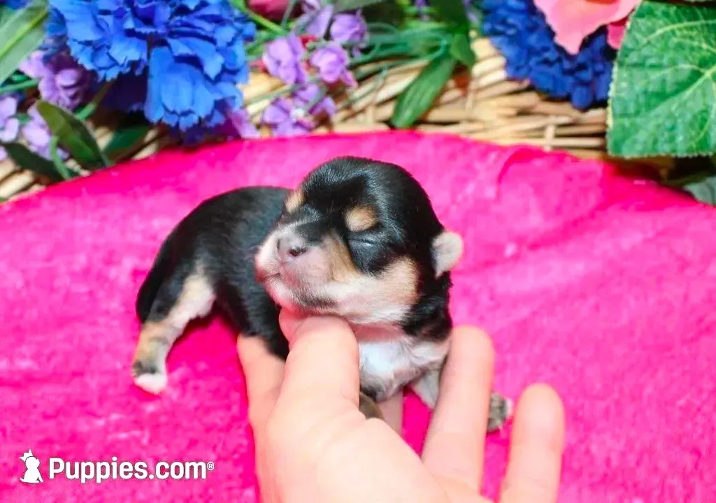 Morkie Puppy Bonny, a female Morkie for sale in Colville, WA – Photo 3 of 9