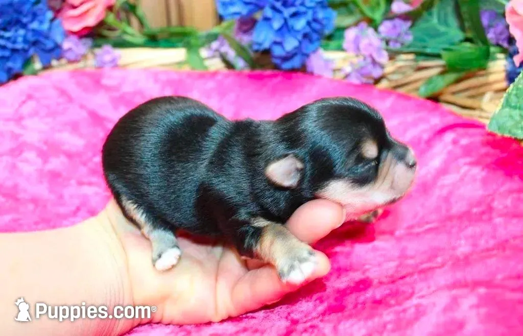 Morkie Puppy Bonny, a female Morkie for sale in Colville, WA – Photo 2 of 9