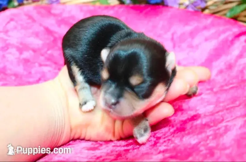 Morkie Puppy Bonny – Morkie puppy for sale in Colville, WA