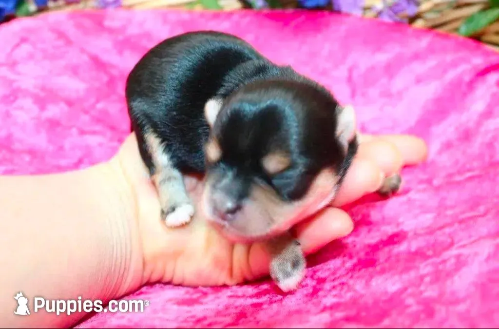 Morkie Puppy Bonny, a female Morkie for sale in Colville, WA – Photo 1 of 9