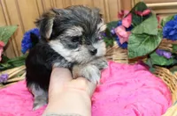 Morkie Puppy Bonny, a female Morkie for sale in Colville, WA – 3 of 10