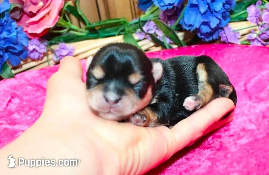 Morkie Puppy Bonny, a female Morkie for sale in Colville, WA – Photo 5 of 9