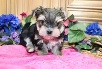 Morkie Puppy Bonny, a female Morkie for sale in Colville, WA – 8 of 10