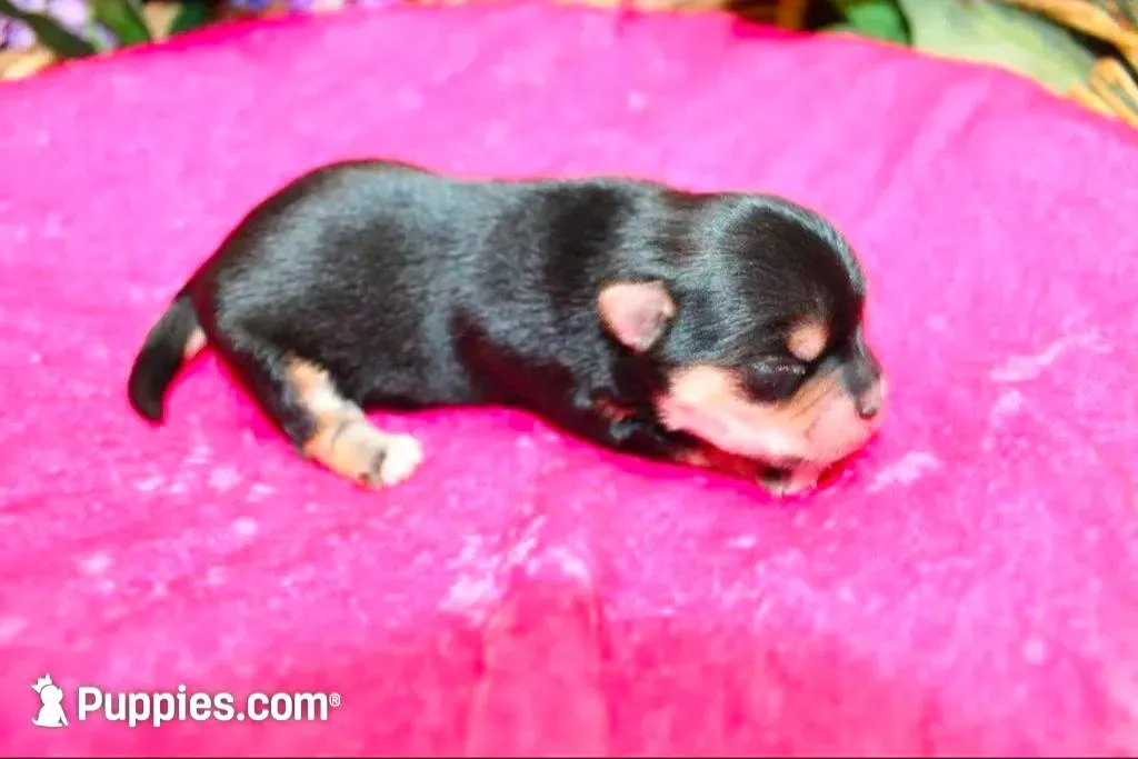 Morkie Puppy Bonny, a female Morkie for sale in Colville, WA – Photo 6 of 9