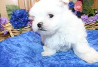 AKC Maltese male Zevs - adult size 5.5 lbs, a male Maltese for sale in Colville, WA – 6 of 8