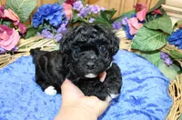 Black Yorkie-Chon Baron male, a male Bichon Frise and Yorkshire Terrier for sale in Colville, WA – 1 of 10