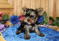 AKC Isak -Yorkie Boy 6.5 pound, a male Yorkshire Terrier for sale in Colville, WA – Photo 6 of 8
