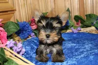 AKC Isak -Yorkie Boy 6.5 pound, a male Yorkshire Terrier for sale in Colville, WA – Photo 3 of 8