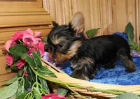 AKC Isak -Yorkie Boy 6.5 pound, a male Yorkshire Terrier for sale in Colville, WA – Photo 2 of 8
