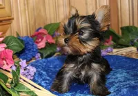 AKC Isak -Yorkie Boy 6.5 pound, a male Yorkshire Terrier for sale in Colville, WA – Photo 4 of 8