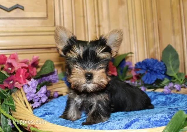 AKC Isak -Yorkie Boy 6.5 pound, a male Yorkshire Terrier for sale in Colville, WA – Photo 1 of 8
