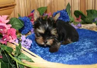 AKC Isak -Yorkie Boy 6.5 pound, a male Yorkshire Terrier for sale in Colville, WA – Photo 5 of 8