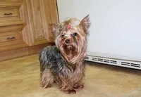 AKC Isak -Yorkie Boy 6.5 pound, a male Yorkshire Terrier for sale in Colville, WA – Photo 8 of 8