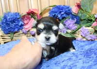 Dianar - Male Morkie - 4.5 lbs as adult, a male Morkie for sale in Colville, WA – 7 of 10