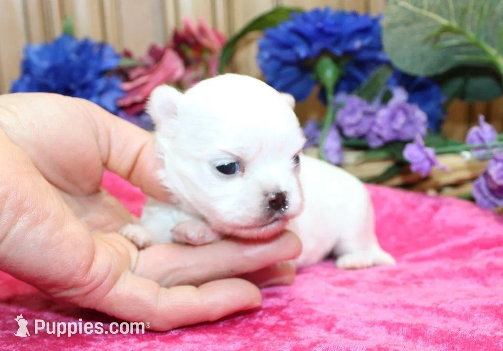 AKC Mira Maltese female puppy, a female Maltese for sale in Colville, WA – Photo 4 of 8