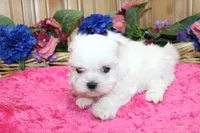AKC Maltese female Zina - adult size 6 lbs, a female Maltese for sale in Colville, WA – 2 of 8