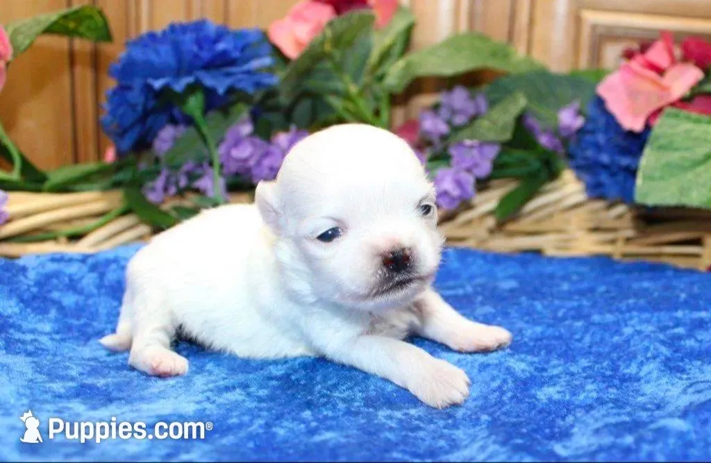 AKC Miki Maltese male puppy, a male Maltese for sale in Colville, WA – Photo 3 of 9