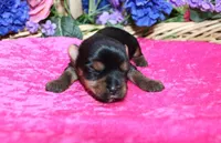 AKC Dina - Yorkie female 4lbs, a female Yorkshire Terrier for sale in Colville, WA – Photo 8 of 10